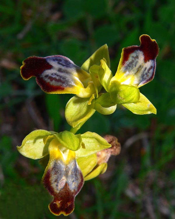 Primavera e orchidee palermitane